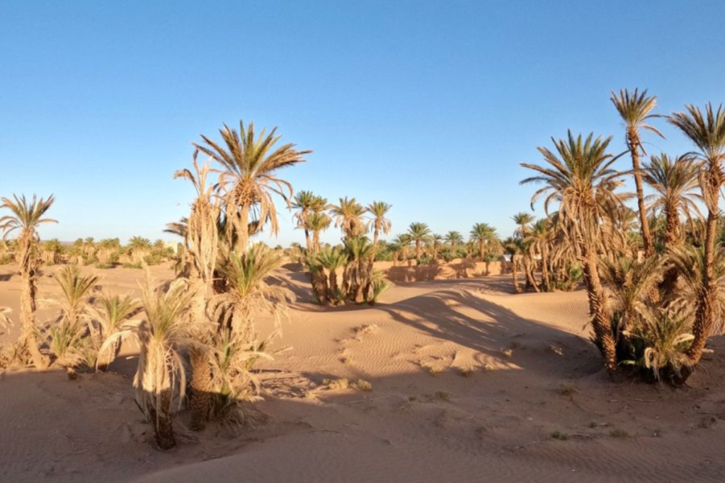 M'hamid El Ghizlane Travel Guide: 7 Incredible Reasons to Visit the Gateway to Erg Chigaga