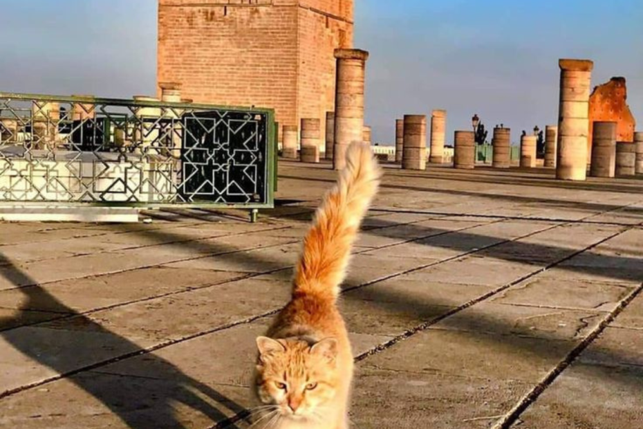 Rabat Travel Guide 2026: Amazing Attractions, Culture & Travel Tips