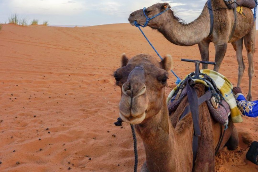 Marrakech Travel Guide