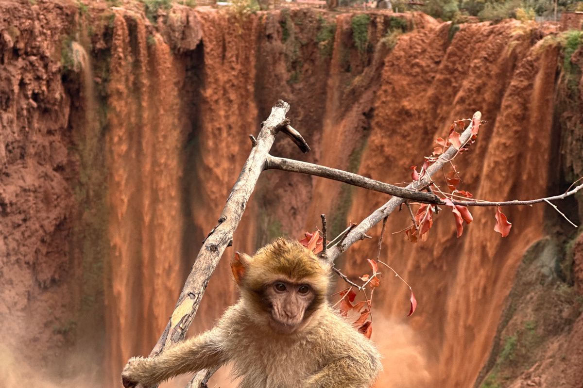 Barbary macaque perched above the Ouzoud Waterfalls in Morocco