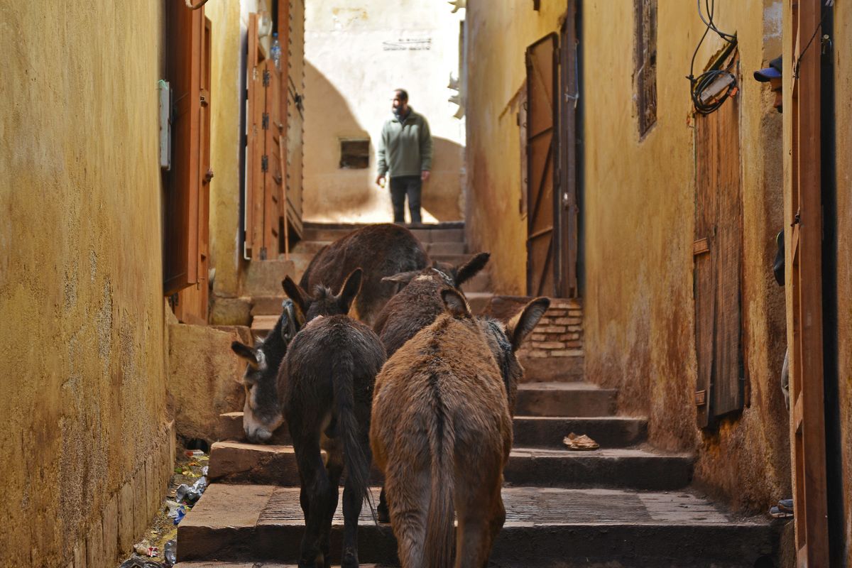 Donkeys walking through a narrow alleyway in the medina of Fes, Morocco