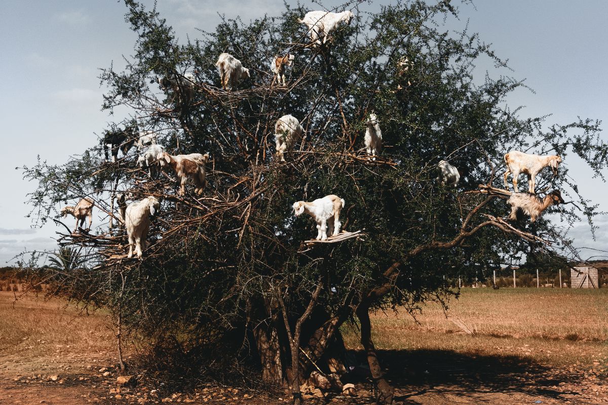 Goats perched on an argan tree near Essaouira, Morocco