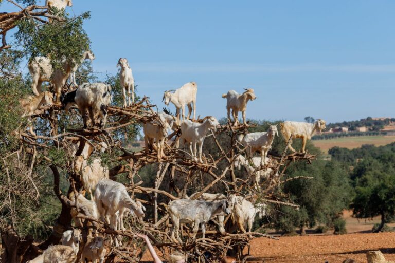 Goats climbing an argan tree in rural Morocco, the source of argan oil