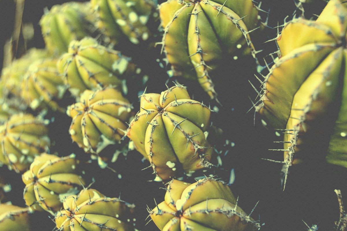 Close-up of a green cactus growing in Tafraoute, Morocco